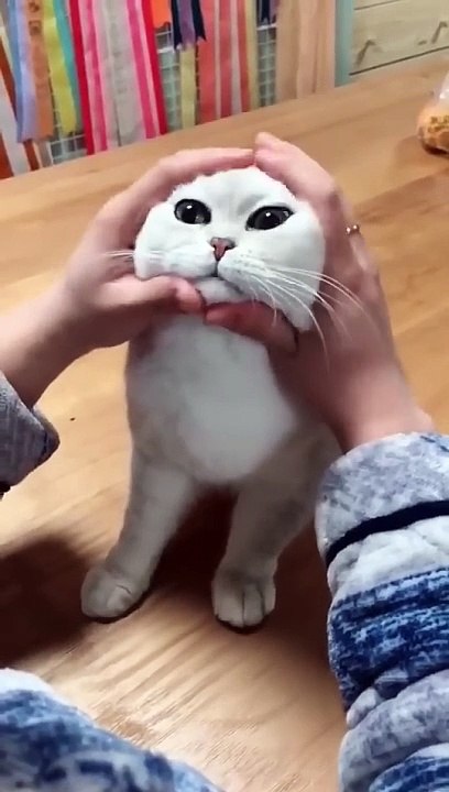 Most_Satisfying_Funny_Cat_Video___#shorts