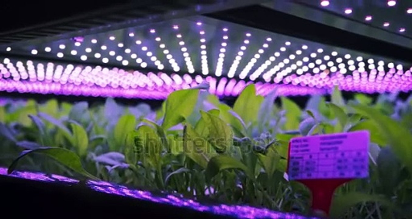 Beautiful spinach farm