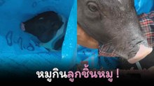 สุดเอ็นดู ! ไม่รู้จะขำหรือจะสงสาร “หมูกินลูกชิ้นหมู” ติดคอ