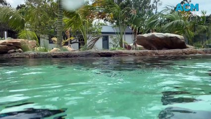 Little penguins arrive at Symbio | December 21, 2023 | Illawarra Mercury