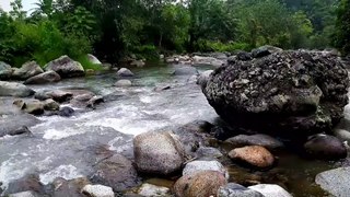 BEAUTIFUL BIRD SONGS IN THE TROPICAL FOREST and PEACEFUL SOUND OF SPRINGS RECOOLS THE MIND, ASMR