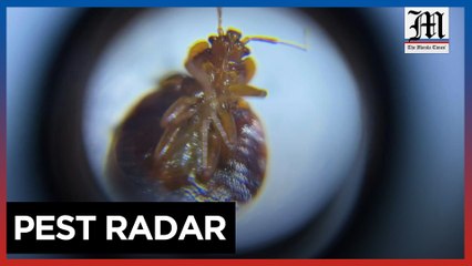 South Korean engineer fights bedbugs with data