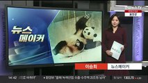 [뉴스메이커] 눈 내리자 '눈사람'된 푸바오…한국서 마지막 겨울나기