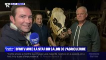 Voici Oreillette, la vache égérie du prochain salon de l'Agriculture