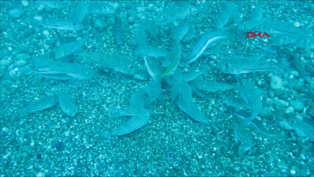 Balon balığının istila ettiği Antalya Körfezi'nde hamsi sevinci