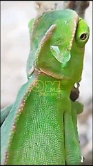 قطرة ماء متحركة على جسم متحرك / عالم الحيوان المدهش