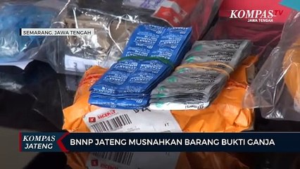 BNNP Jateng Musnahkan Barang Bukti Ganja