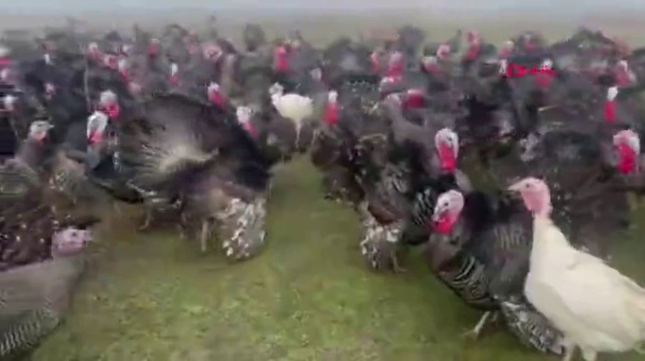 Yılbaşı hindisinin kilosu 350 lira
