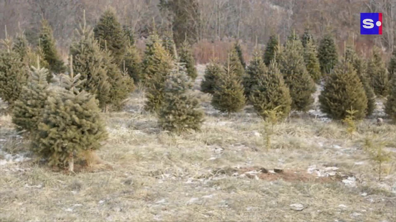 9 anecdotes insolites sur les sapins de Noël