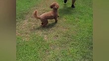 Doggie Cool