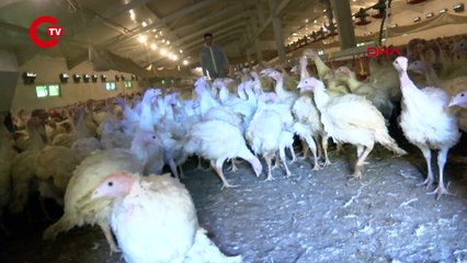 BOLU'DA YILBAŞI İÇİN HİNDİ ÜRETİMİ ARTIRILDI