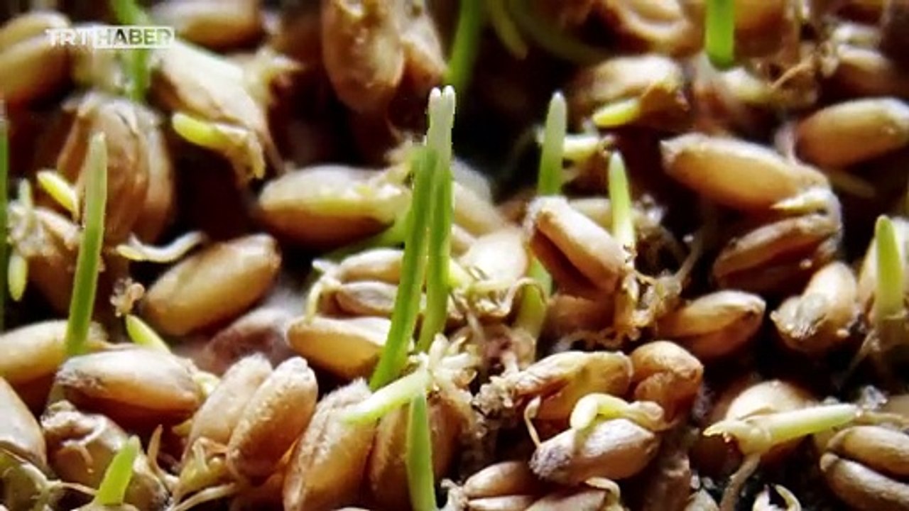 “Buğday meselesi memleket meselesi”