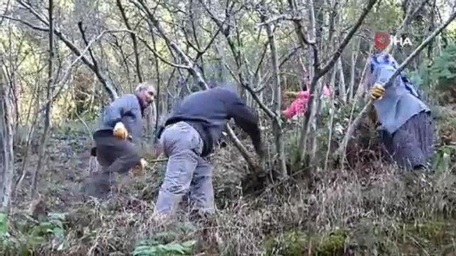 Fındık üreticilerinin kışlık bakım mesaisi başladı