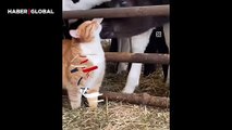 Kendini ineklere sevdirmenin yolunu bulan kedi sosyal medyayı salladı