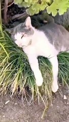 CAT LAUGHT MOMEN 