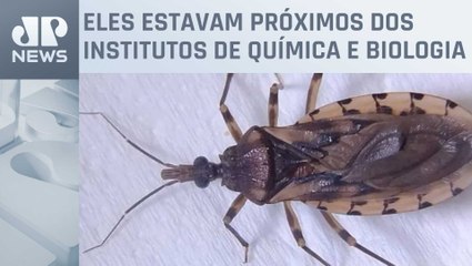 Seis insetos do tipo barbeiro são encontrados na USP