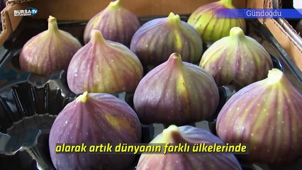 Bursa’nın 'Siyah incisi’nde hasat başladı