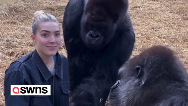 Woman feeds treats to pair of gorillas she's known since birth