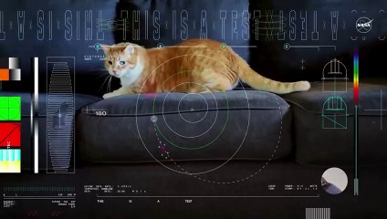 Taters, el gato de la NASA