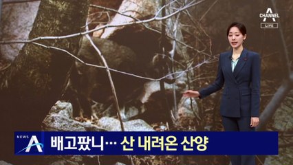 도로변까지 내려온 멸종위기 산양