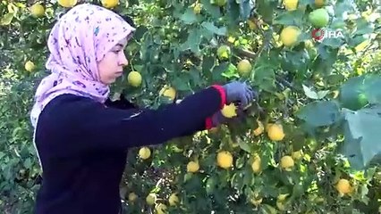 Mersin'de hasadı başladı, 60 ülkeye ihracatı yapılıyor ve kış boyu saklanabiliyor: Tarlada kilosu 5 TL!