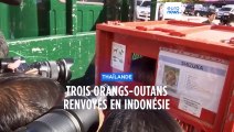 Thaïlande : trois orangs-outans victimes de trafic renvoyés en Indonésie