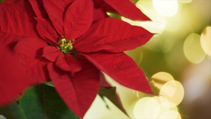 How Did the Poinsettia and Mistletoe Become a Staple of the Holiday Season?