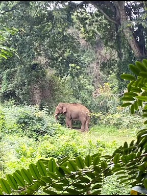 கும்கி கொம்பன் ஸ்டைலில் ரீ எண்ட்ரி கொடுத்த சுருளி கொம்பன்; வனத்துறையினர் அலர்ட்