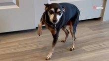 La sua cagnolina finge di aver male alla zampa: il padrone decide di giocare al suo stesso gioco (Video)