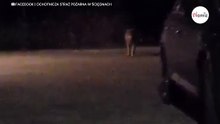 Cane entra in una proprietà privata: l'uomo è colto dal panico (Video)