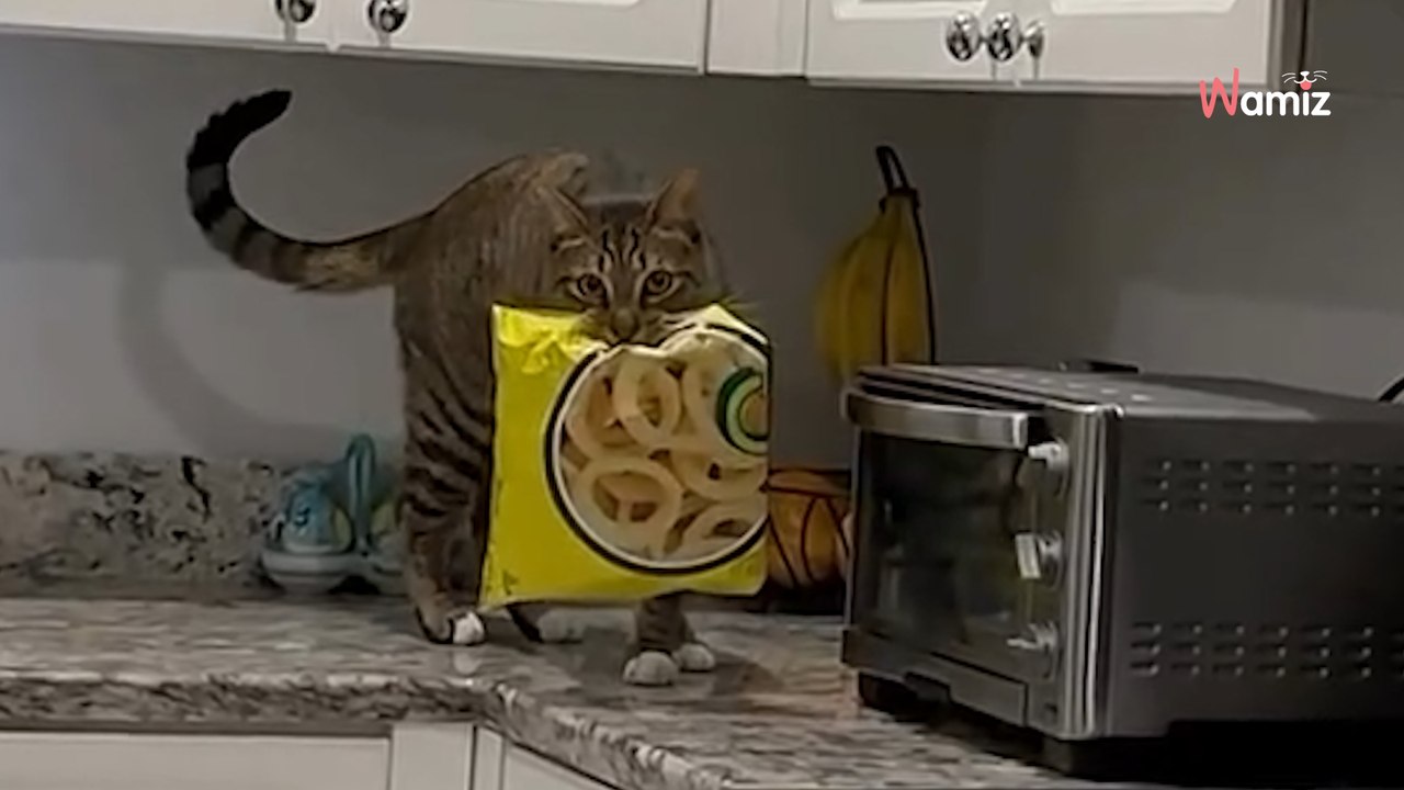 Elle entend des bruits étranges au milieu de la nuit : la porte du placard s'ouvre et dévoile le voleur en direct (vidéo)