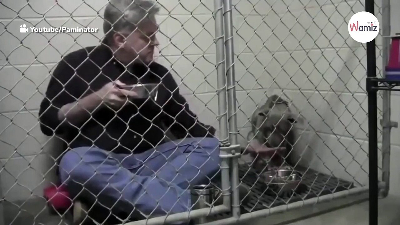 Hund im Tierheim weigert sich zu fressen: Der Tierarzt macht alle sprachlos (Video)