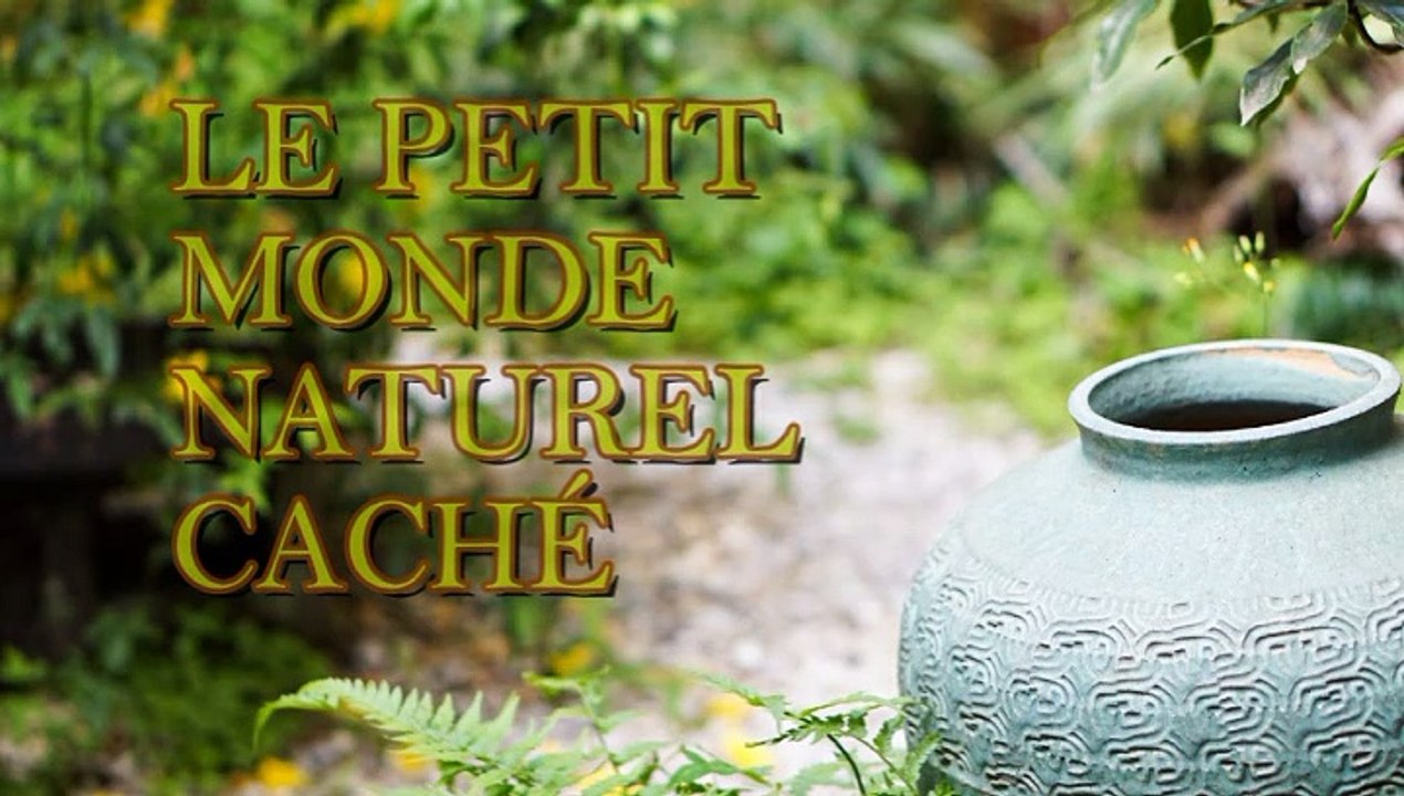 le petit monde naturel caché