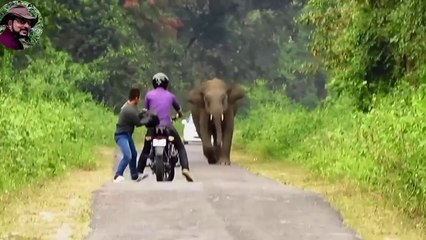 Elephant Chasing in Their Territory