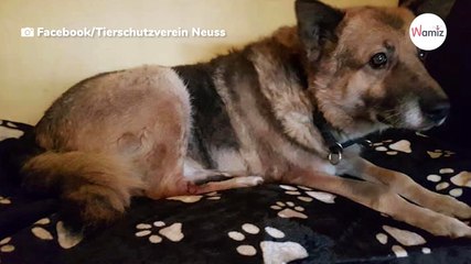 Tras 11 años en el refugio, la vida del abuelo pastor alemán recibe el peor golpe