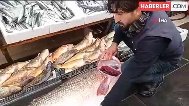 Batman'da oltaya takılan dev turna balığı dana fiyatına satıldı