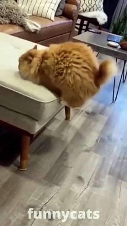 Funny_Animal_Videos_2022____funny_dogs____funny_cats