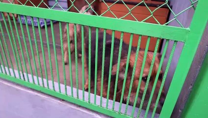 Jak pomóc zwierzętom przetrwać Sylwestra?