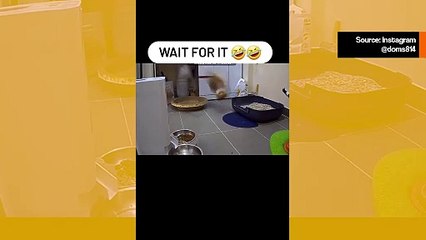 Hauska video: tutustu historian tuhoisimpaan kissaan