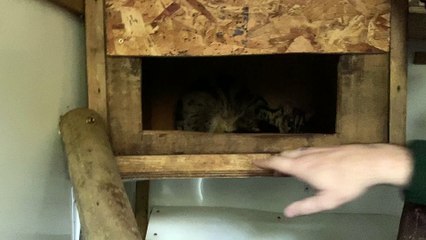 Owston's Civet at Shaldon Zoo