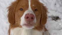 Adorable dog saves his photoshoot by chomping on 'annoying' snowflakes