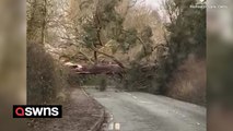 Fallen tree in Derby as Storm Pia rips across the UK