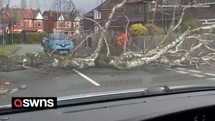 Storm Pia rages leaving fallen tree in Manchester