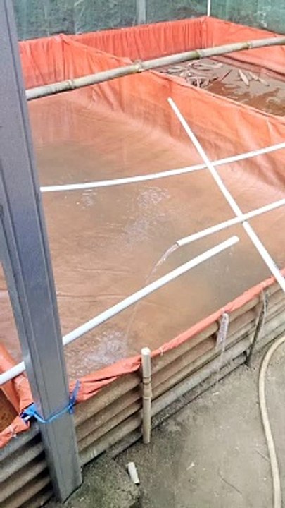 Mulai isi air kolam, mulai pemijahan induk lele lagi, sabar mengolah air kolam agar bibit lele tumbuh optimal