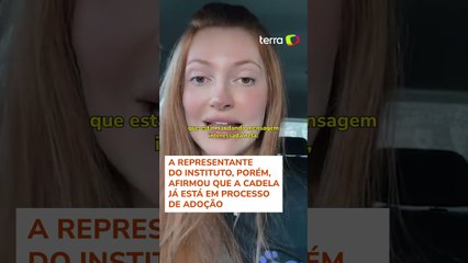 Cachorra ignorada em feira viraliza e ganha pedidos de adoção #shorts