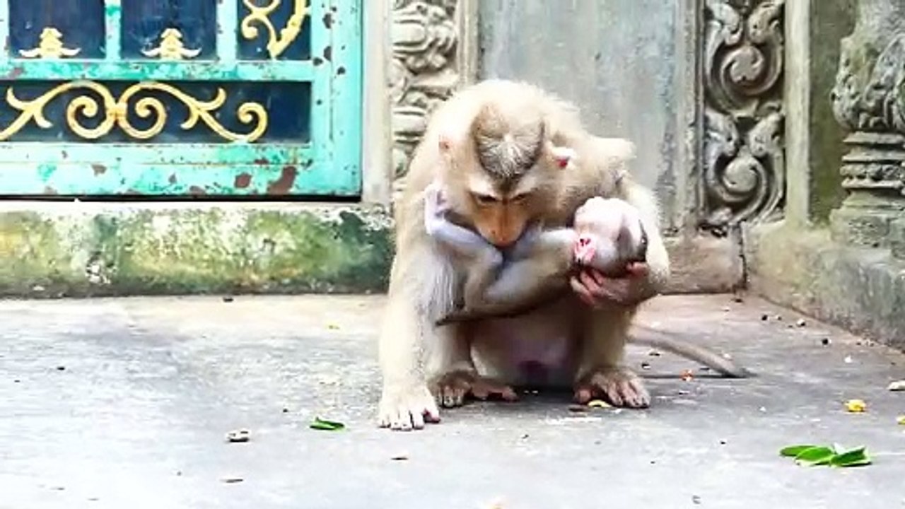 Mom Moly Bend Her Body Nicely, Adorable Baby Money Try To Hold Moly, He Is Beat-en By Moly (720p_25fps_H264-192kbit_AAC)
