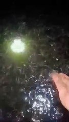 Diusahakan beli bibit lele yang dipelihara di air yang berwarna hijau