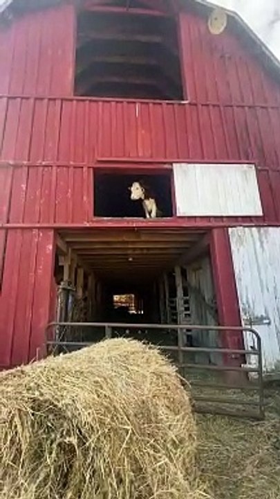 Rose The Climbing Calf