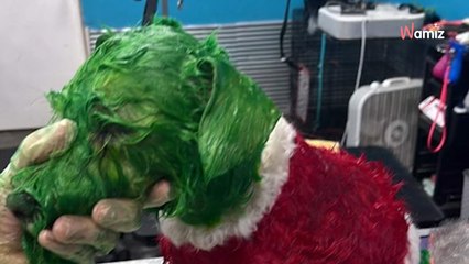 Elle emmène son chien chez le toiletteur pour un look de Noël : 11M de personnes ont comme un gros doute (vidéo)