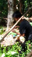 Viral panen buah